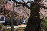大乗寺の桜