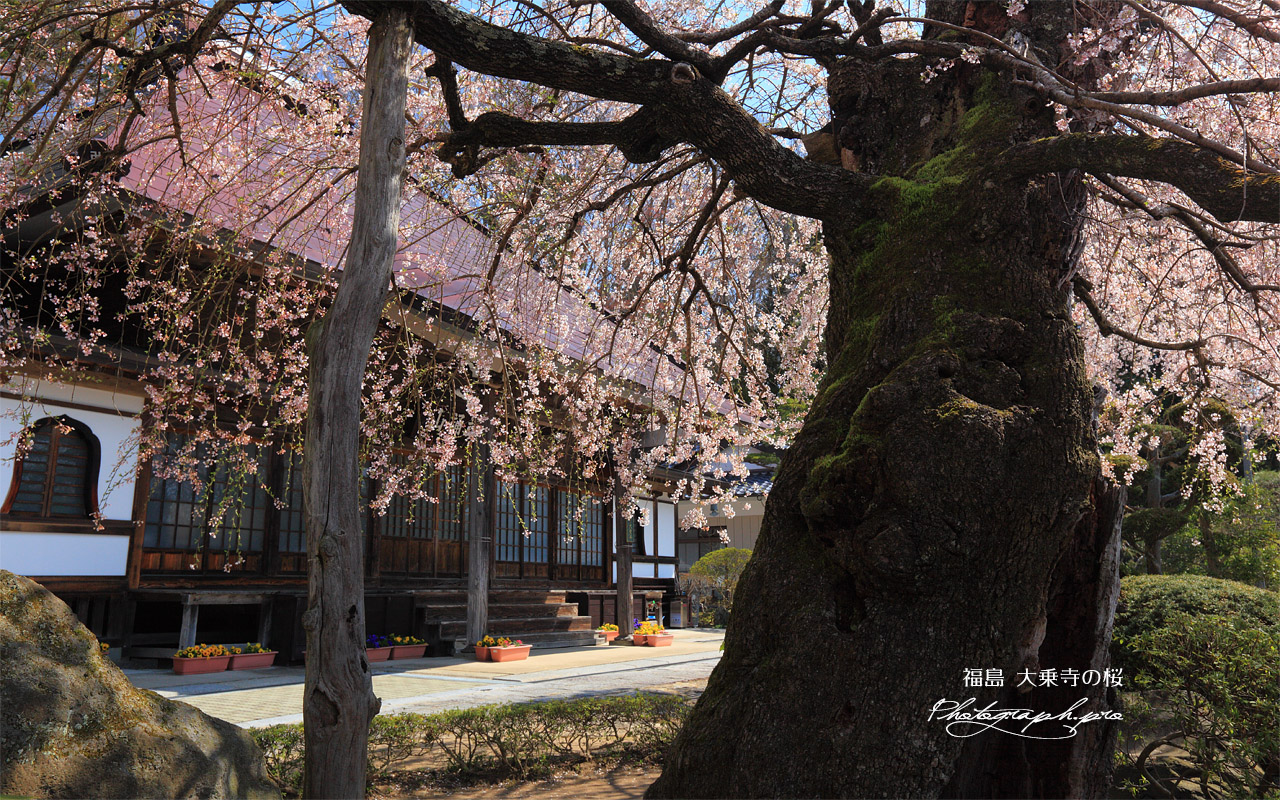 大乗寺の桜 壁紙