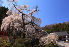 剛叟寺の枝垂桜