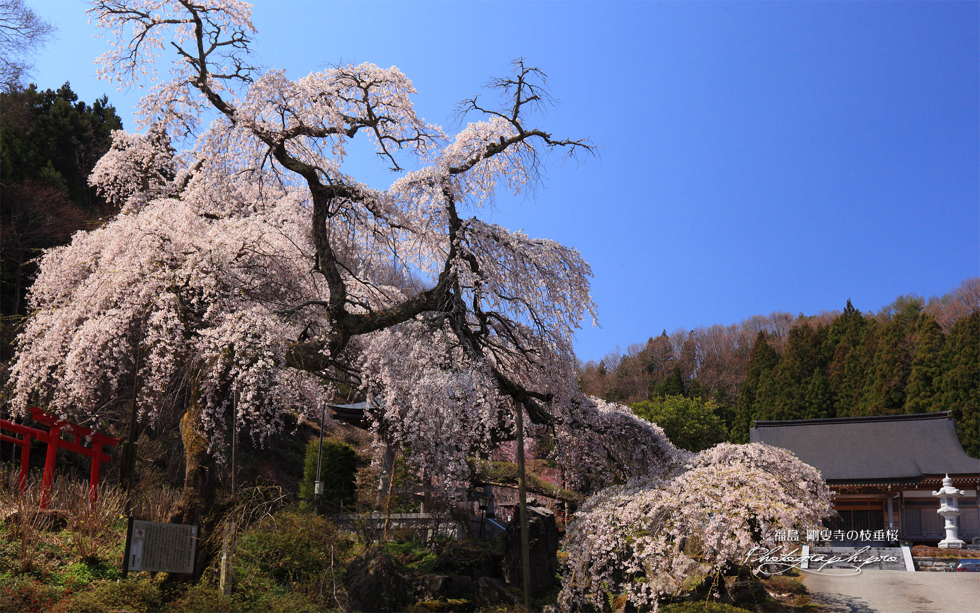 剛叟寺の枝垂桜