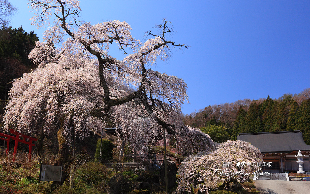 剛叟寺の枝垂桜 壁紙
