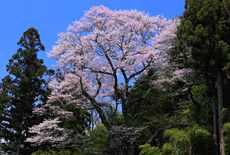 大黒天の大ザクラ