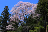 大黒天の大ザクラ