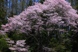 大黒天の大桜