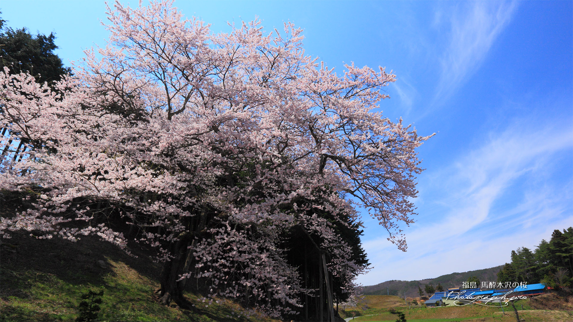 筋雲と馬酔木沢の桜