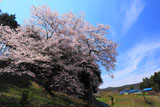 筋雲と馬酔木沢の桜