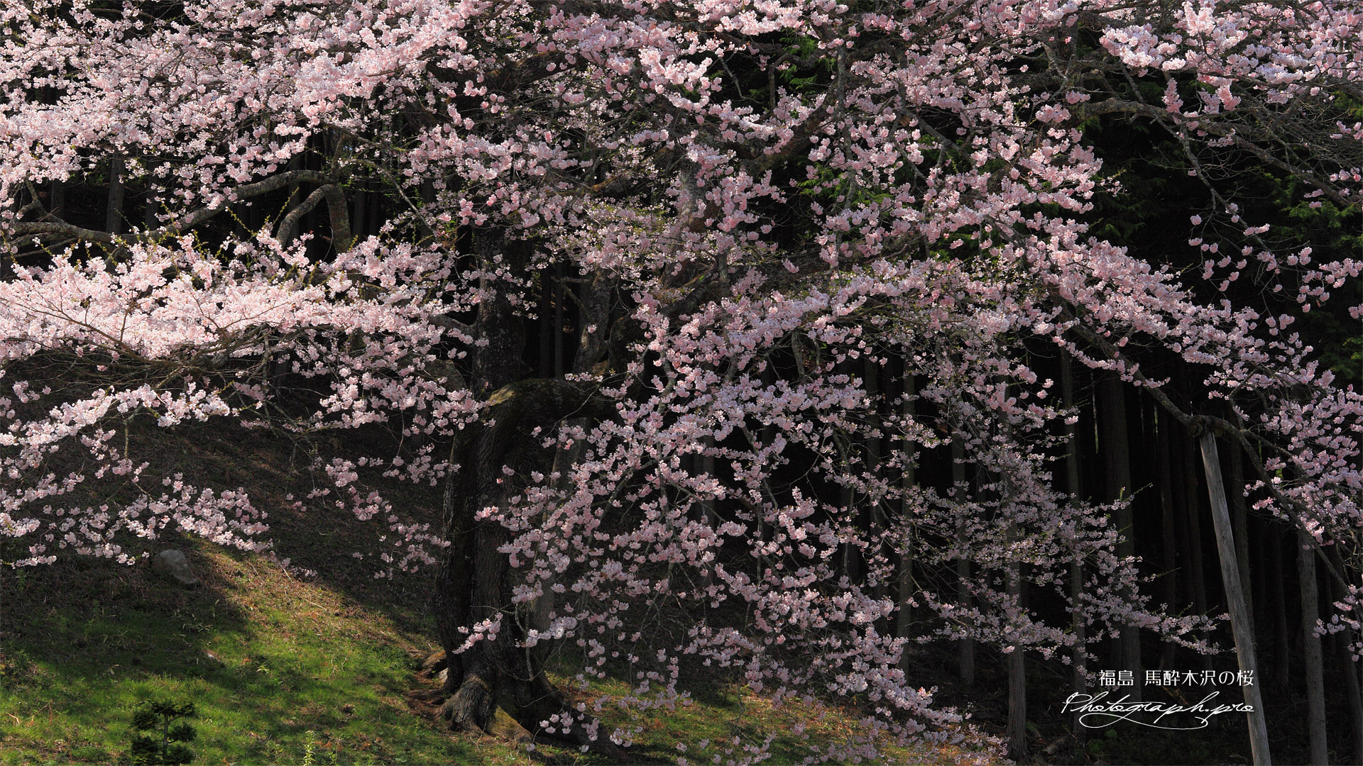 馬酔木沢の桜