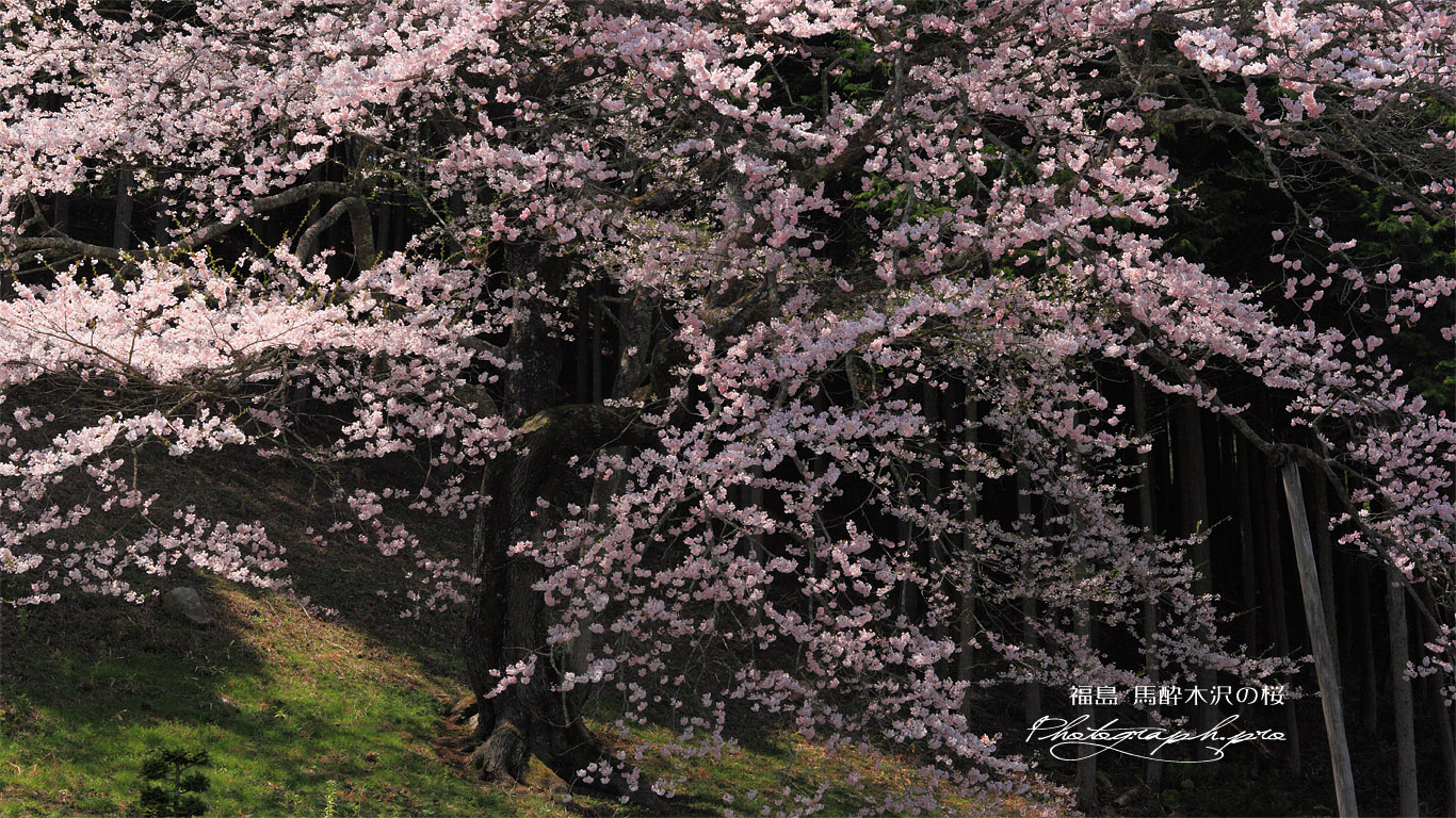 馬酔木沢の桜 壁紙