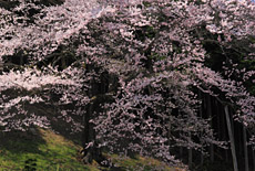 馬酔木沢の桜