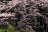 馬酔木沢の桜