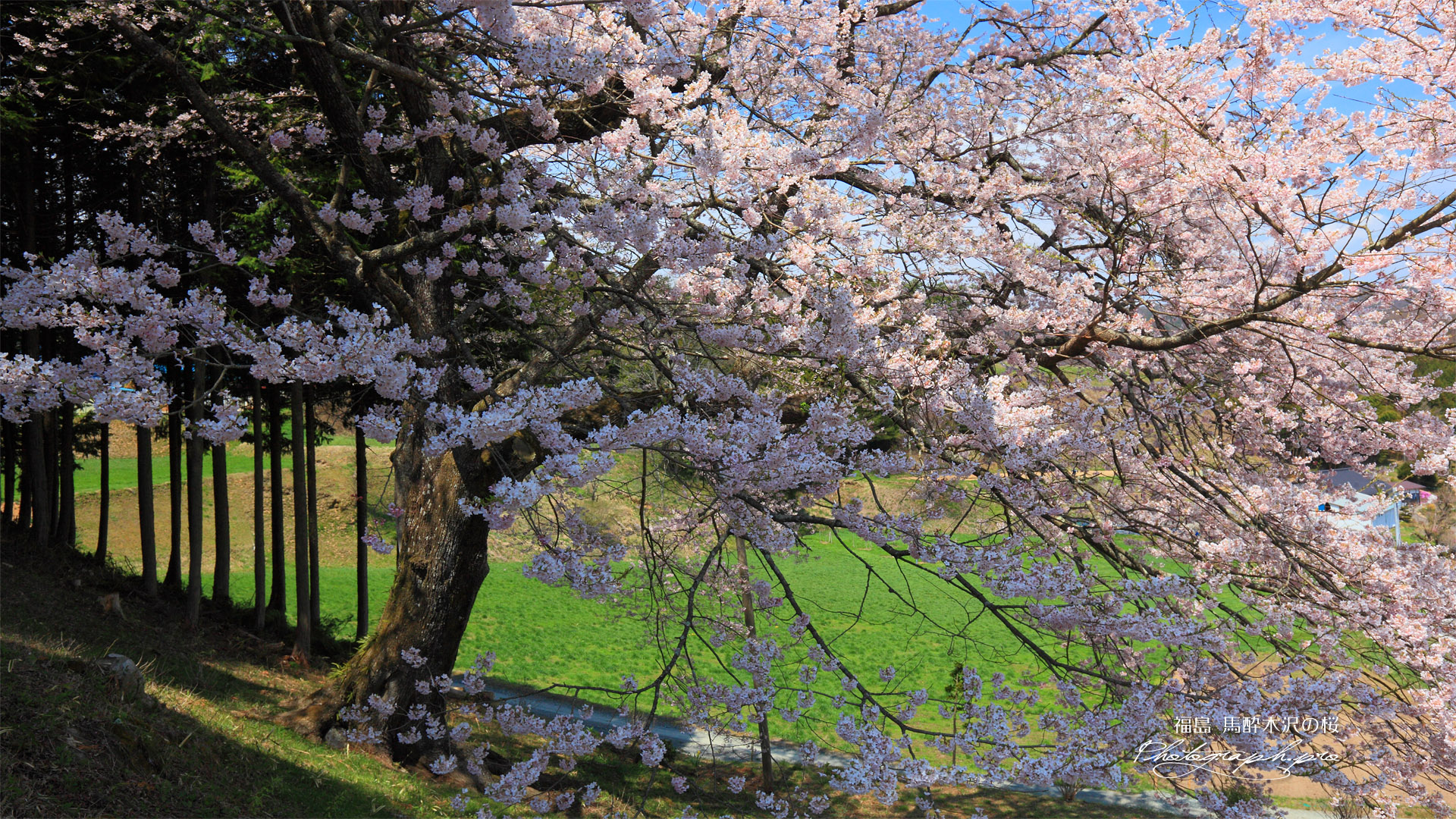 斜面に立つ馬酔木沢の桜