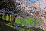 斜面に立つ馬酔木沢の桜