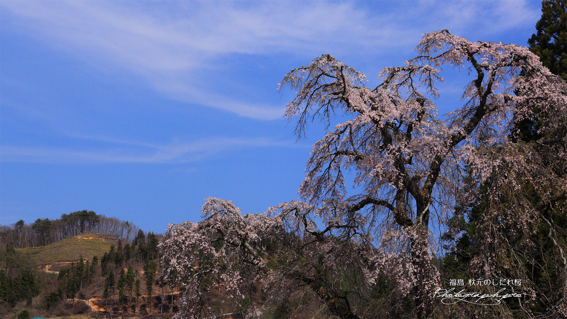 秋元のしだれ桜