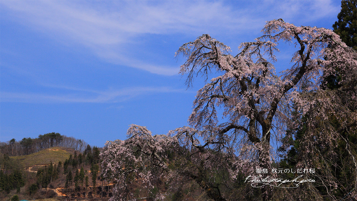 秋元のしだれ桜 壁紙