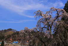 秋元のしだれ桜