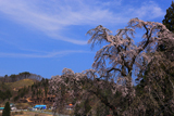 秋元のしだれ桜