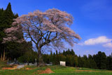 墓守桜
