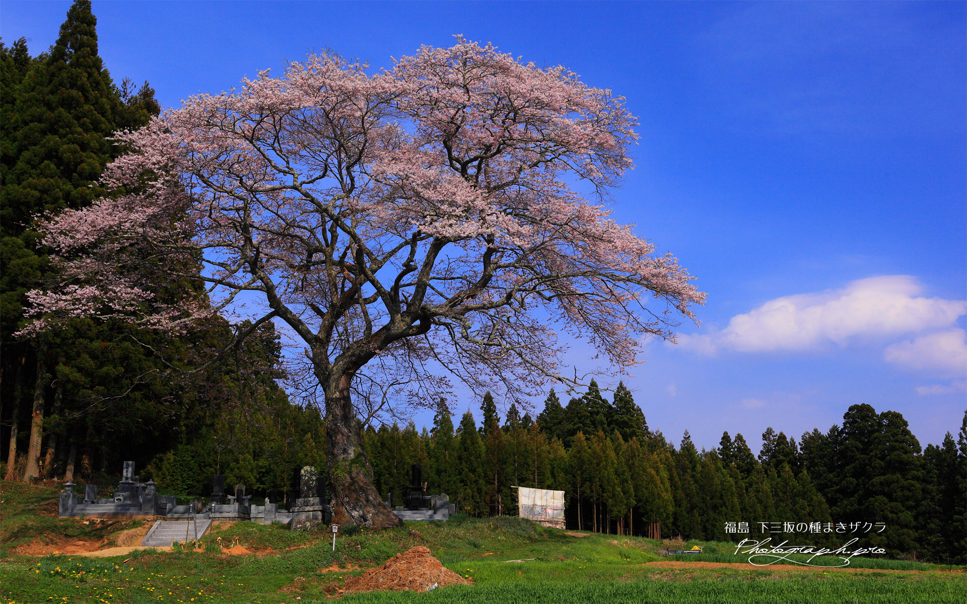 墓守桜