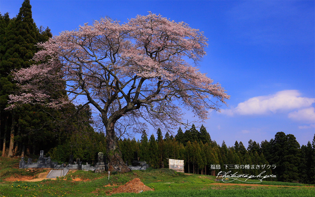 墓守桜 壁紙