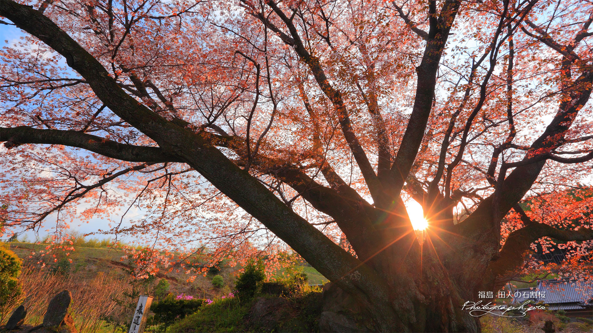 夕陽の田人の石割桜