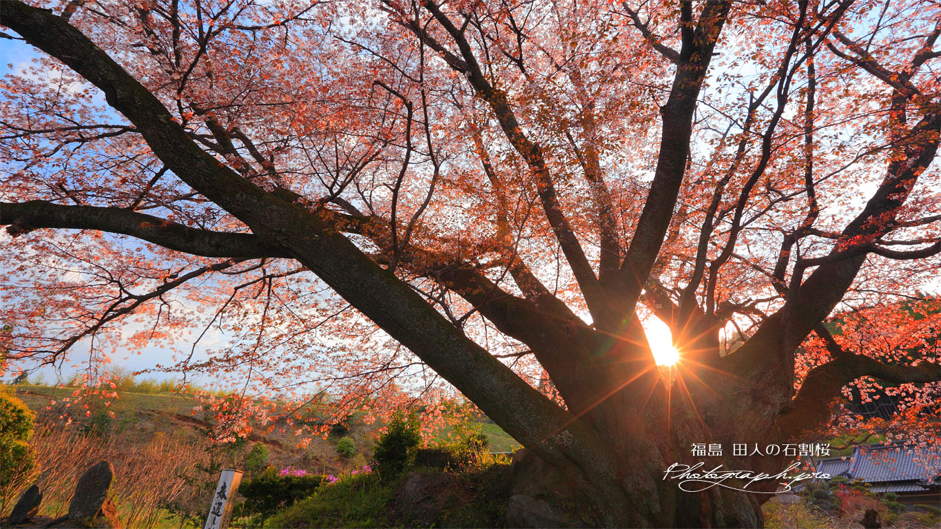 夕陽の田人の石割桜 壁紙