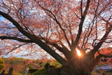 浜通りの桜