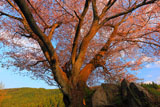 石を割る田人の石割桜