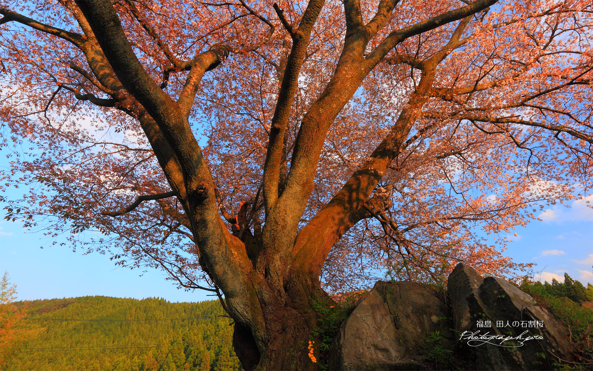 石を割る田人の石割桜