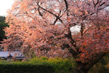 山桜と民家