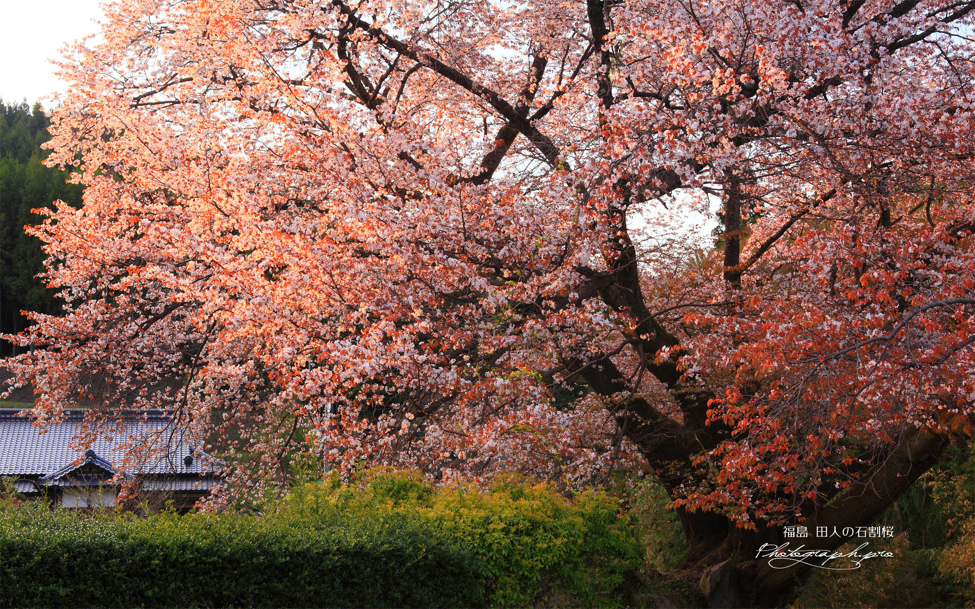 山桜と民家