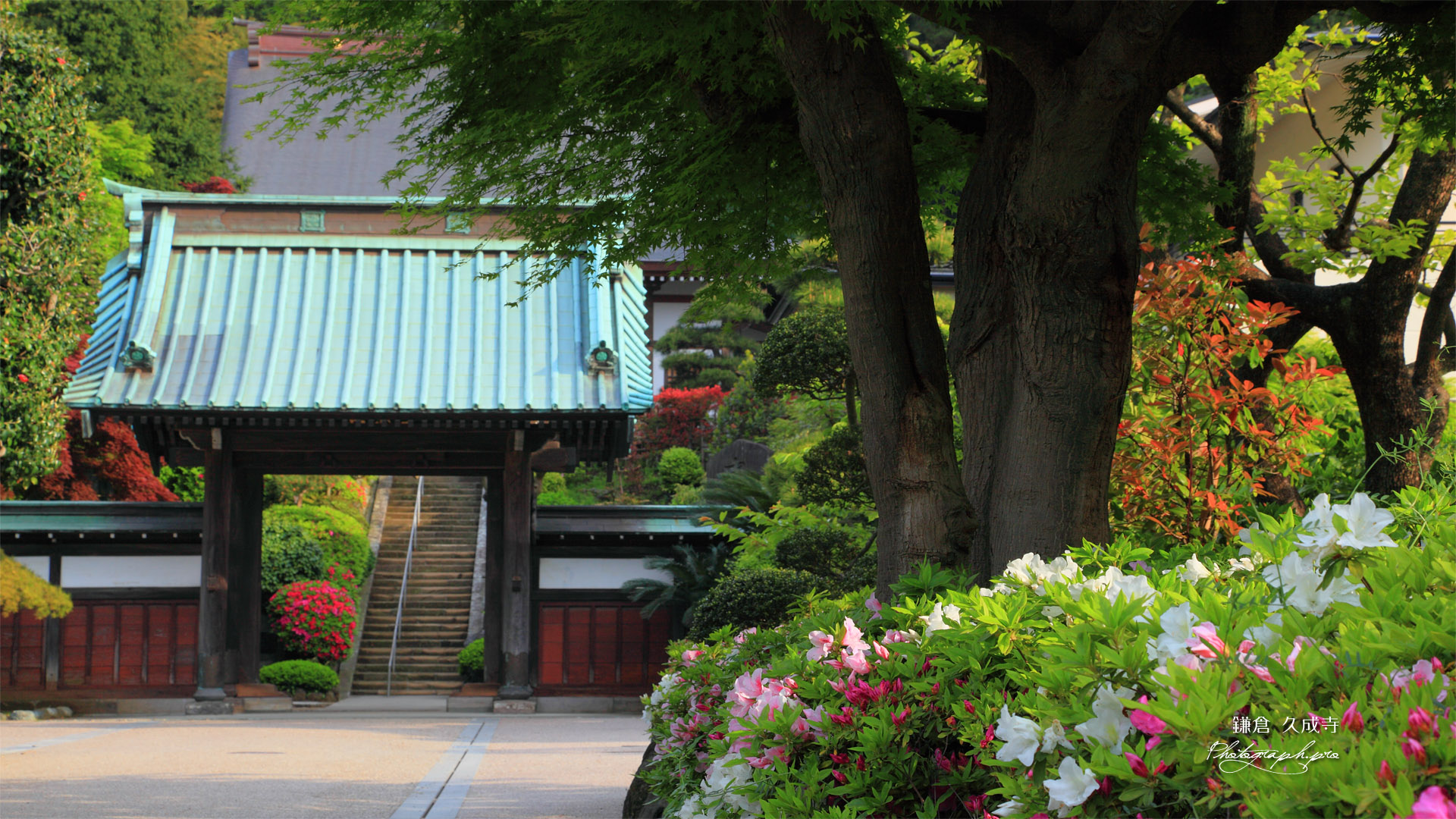 鎌倉久成寺 ツツジと山門