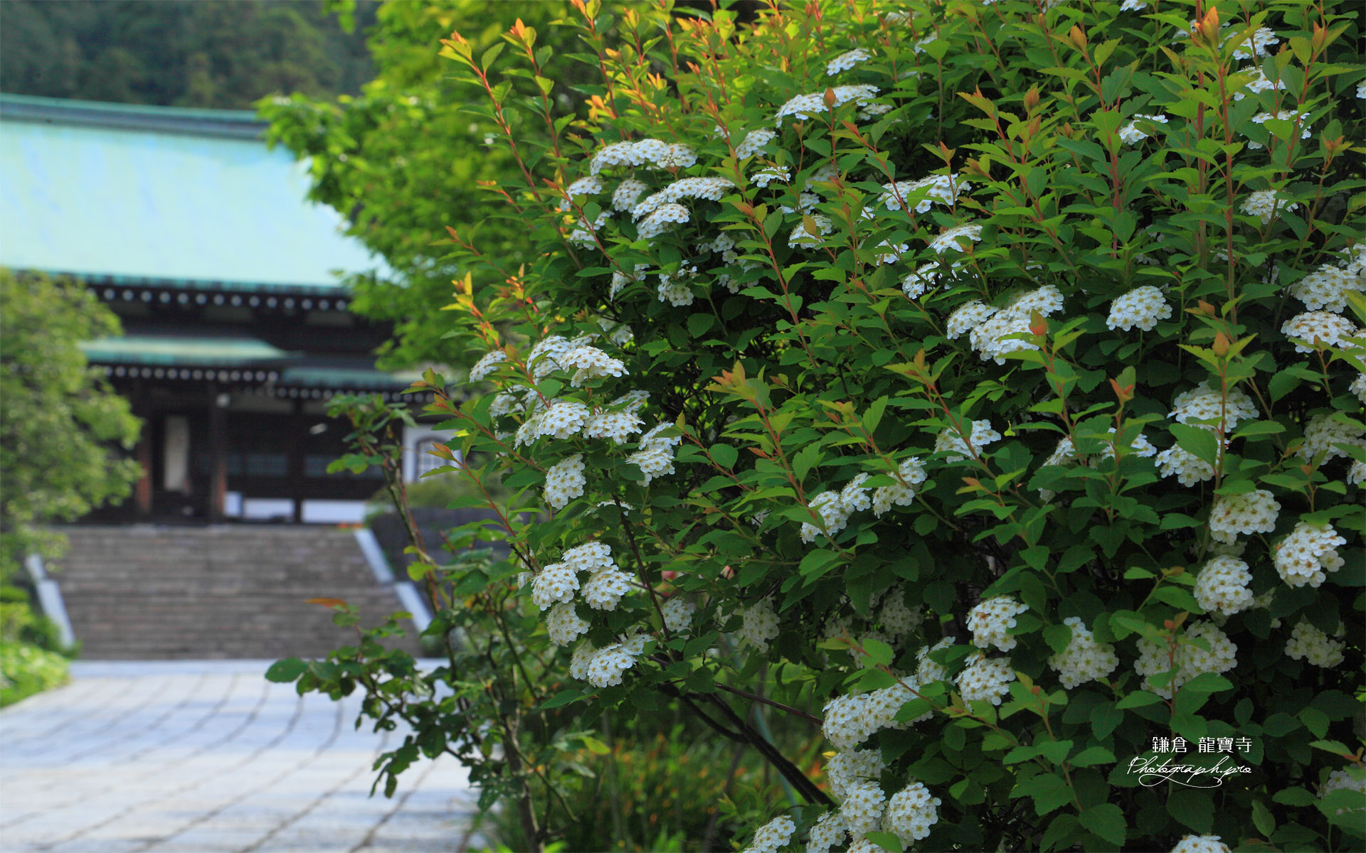 鎌倉龍宝寺のイワガサと本堂