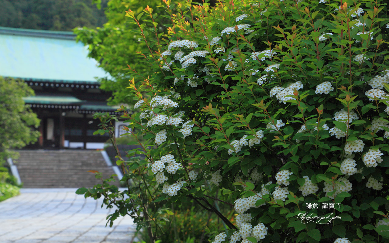 鎌倉龍宝寺のイワガサと本堂 壁紙