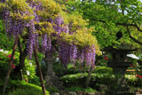 鎌倉長谷寺のフジ