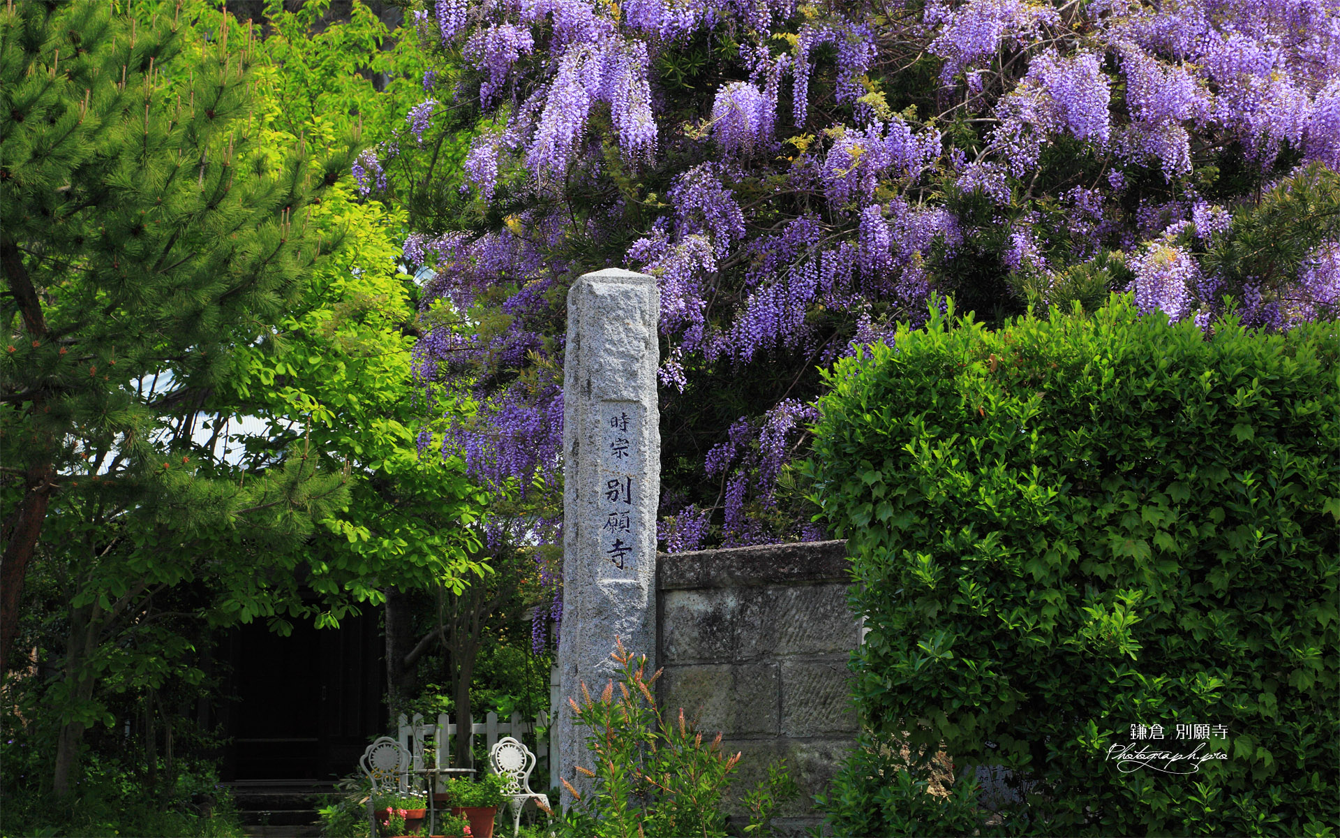 鎌倉別願寺のヤマフジ