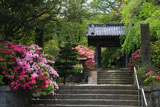 安国論寺 ツツジと山門