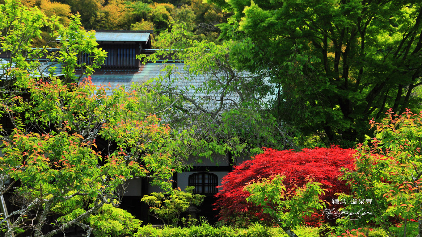 瑞泉寺 春モミジと書院 壁紙