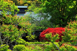 瑞泉寺 春モミジと書院