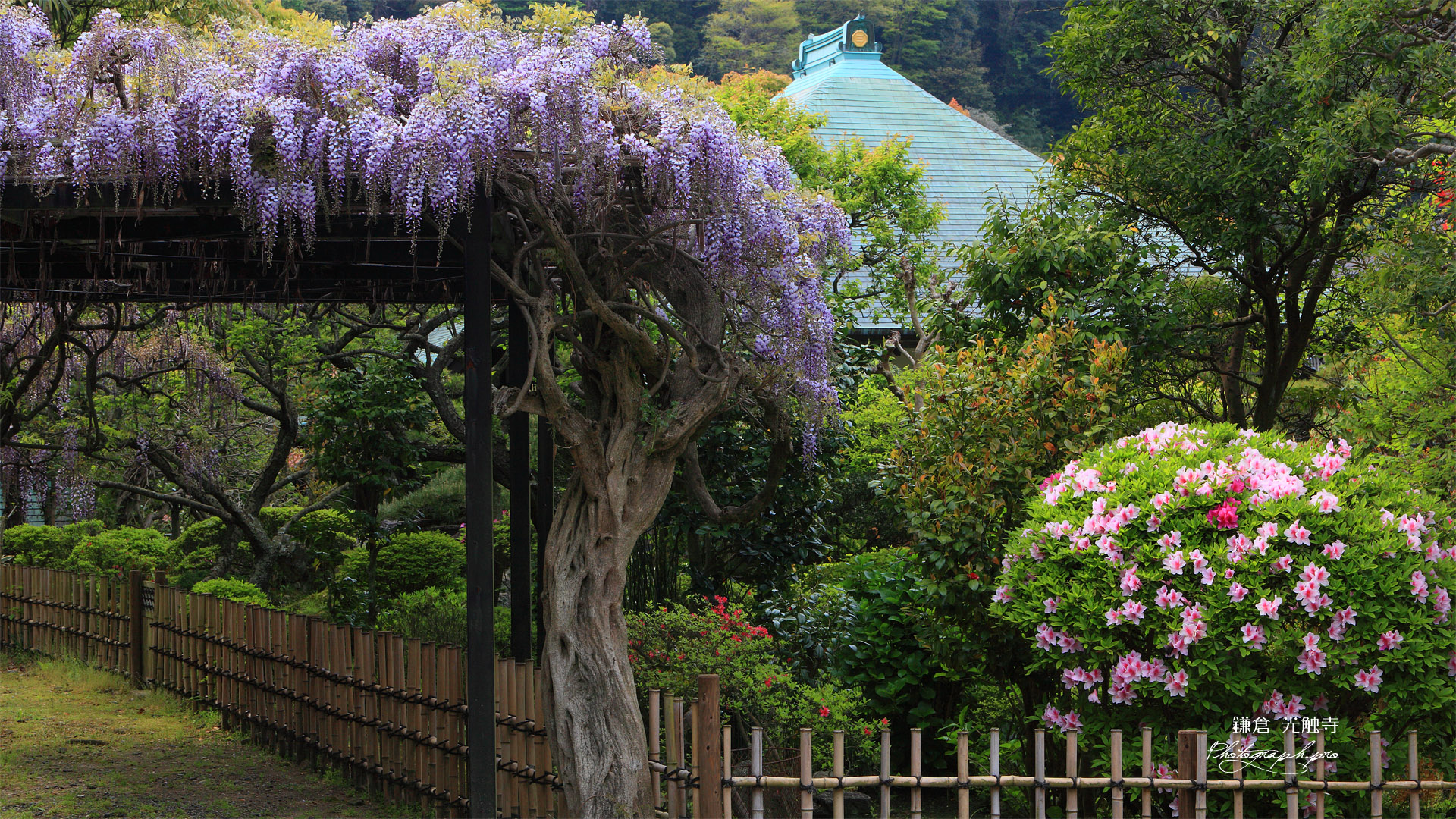 鎌倉光触寺 藤棚と躑躅に本堂