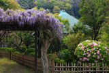鎌倉光触寺 藤棚と躑躅に本堂