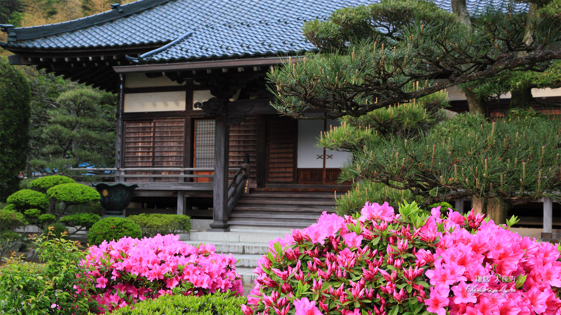 鎌倉大長寺 ツツジと本堂