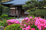 鎌倉大長寺 ツツジと本堂
