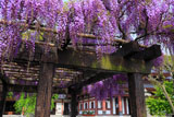 長谷寺の藤棚
