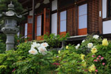 鎌倉大慶寺 牡丹と本堂