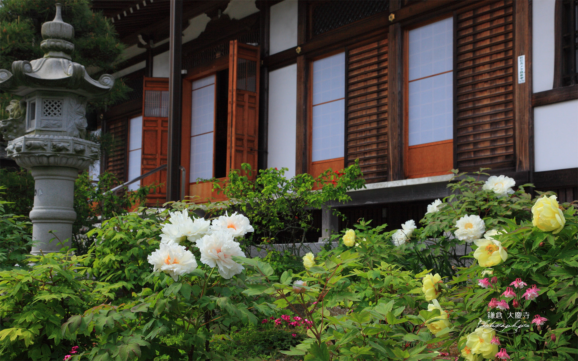 鎌倉大慶寺 ボタンと本堂