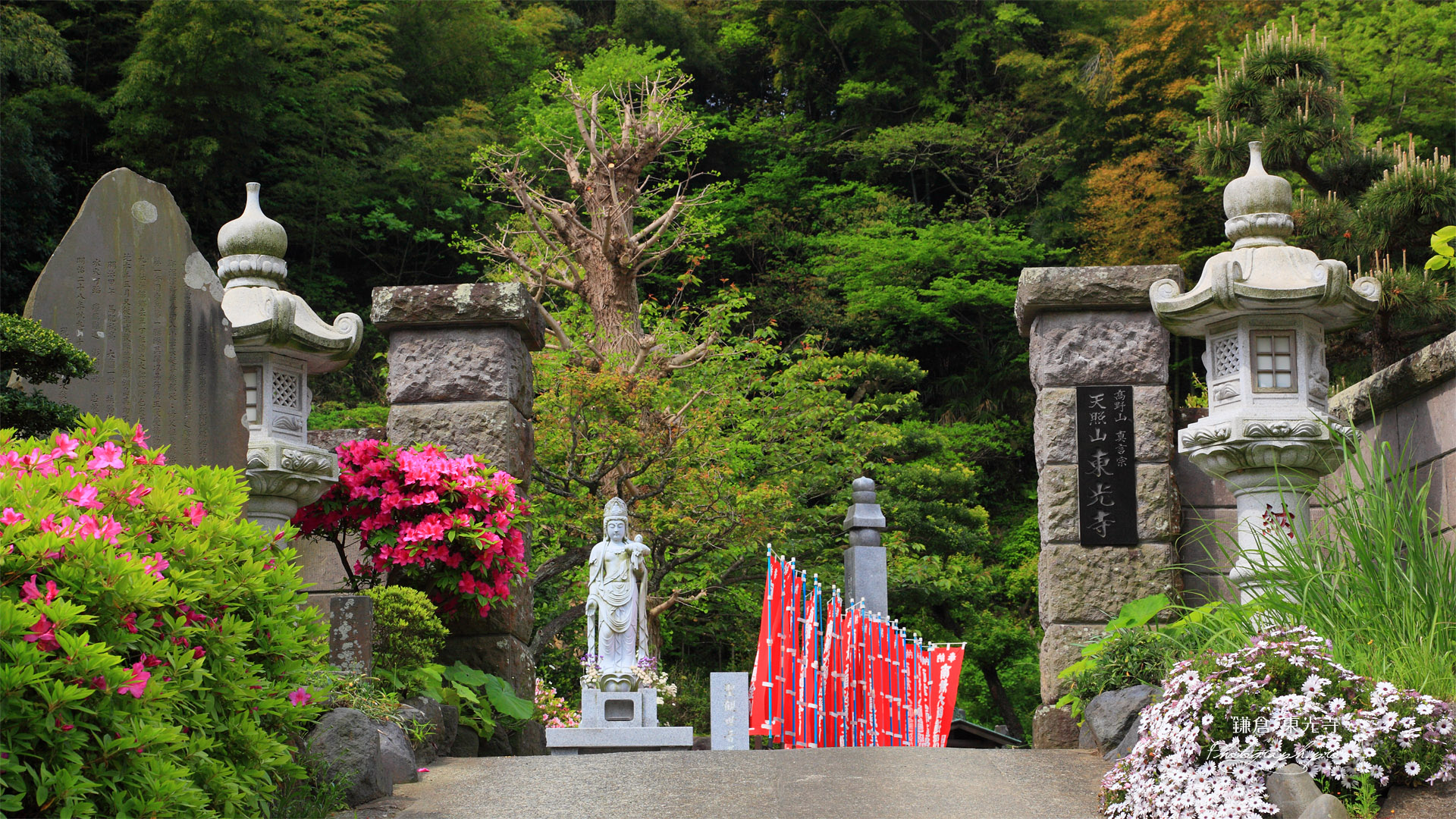 鎌倉東光寺 山門のツツジ
