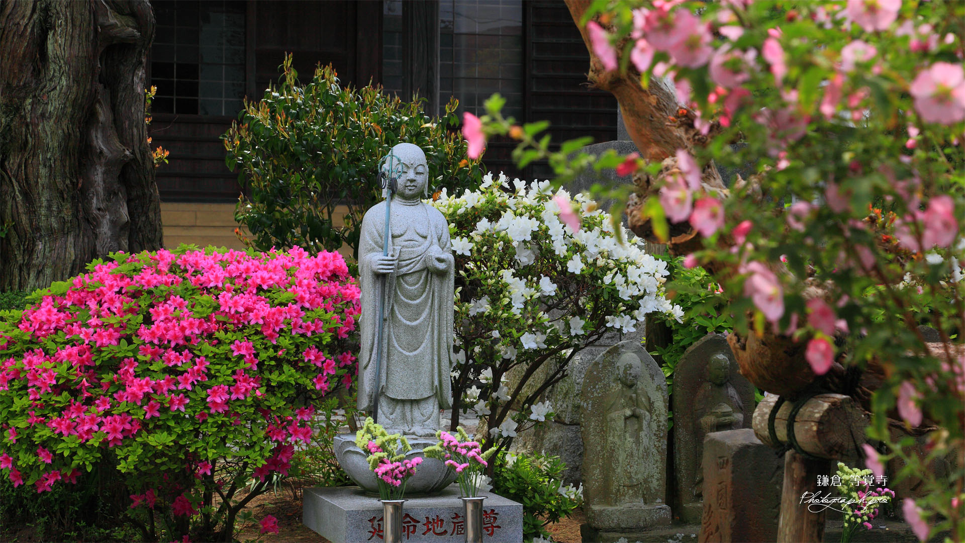 鎌倉等覚寺の躑躅と延命地蔵尊