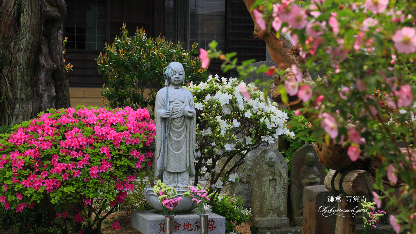 鎌倉等覚寺の躑躅と延命地蔵尊 壁紙