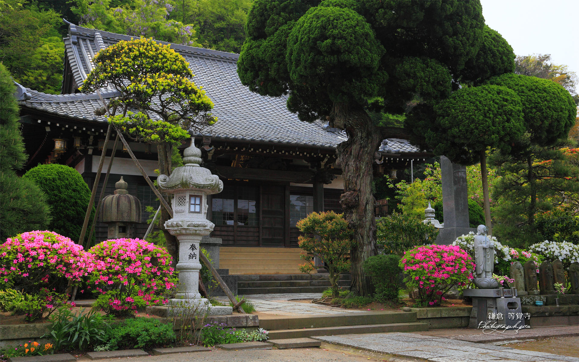 鎌倉等覚寺のツツジと本堂