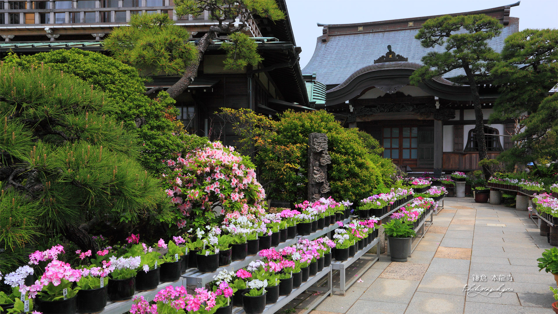 鎌倉本龍寺のサクラソウ